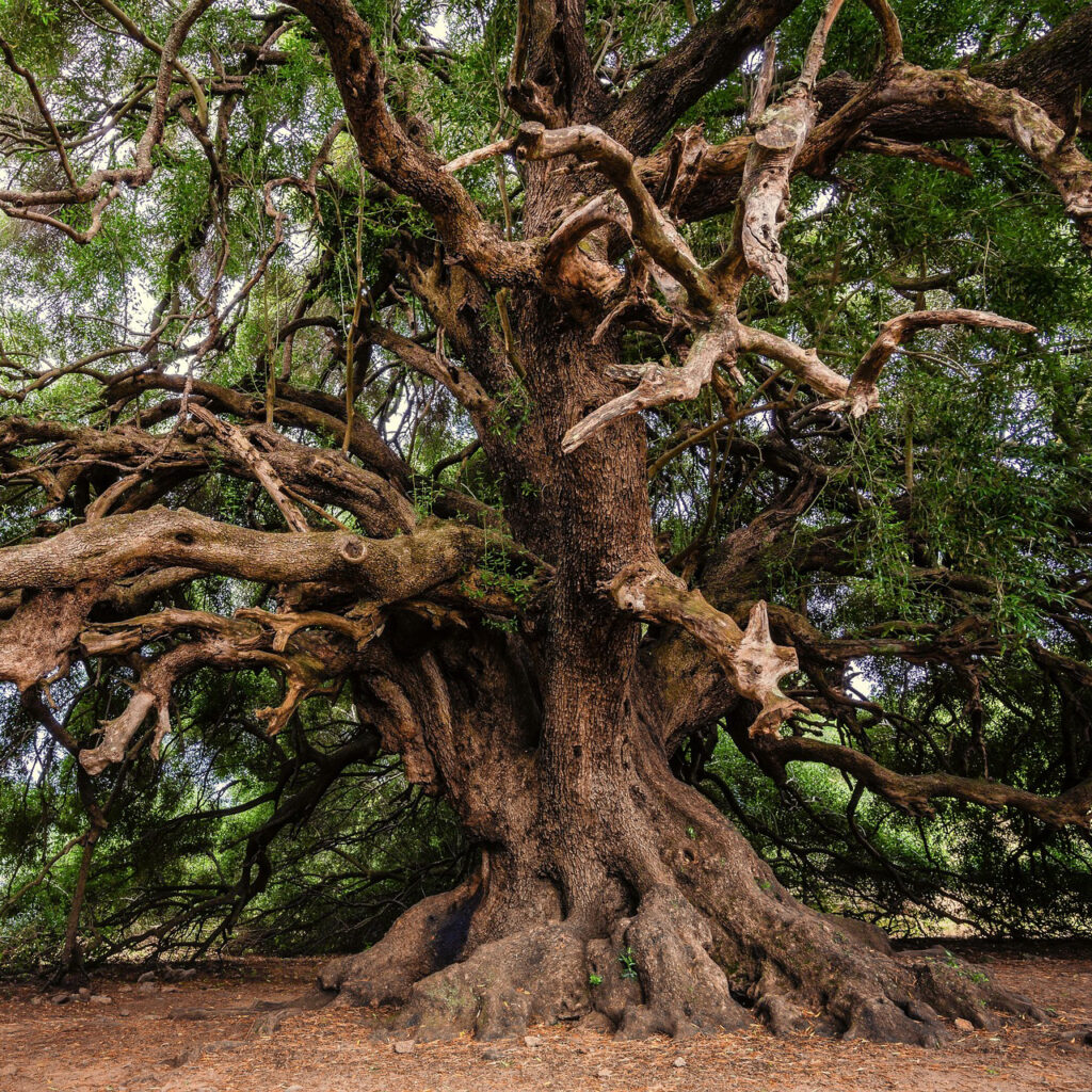 Developing Christian Maturity Antioch Church Family developing-christian-maturity-antioch-church-family